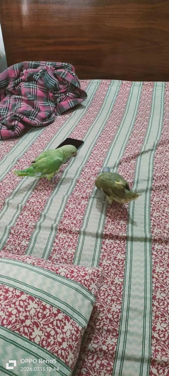 Parrots for sale — photo 3