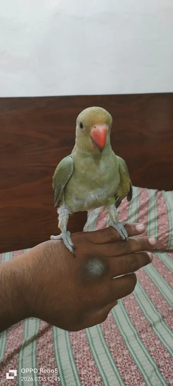 Parrots for sale — photo 4