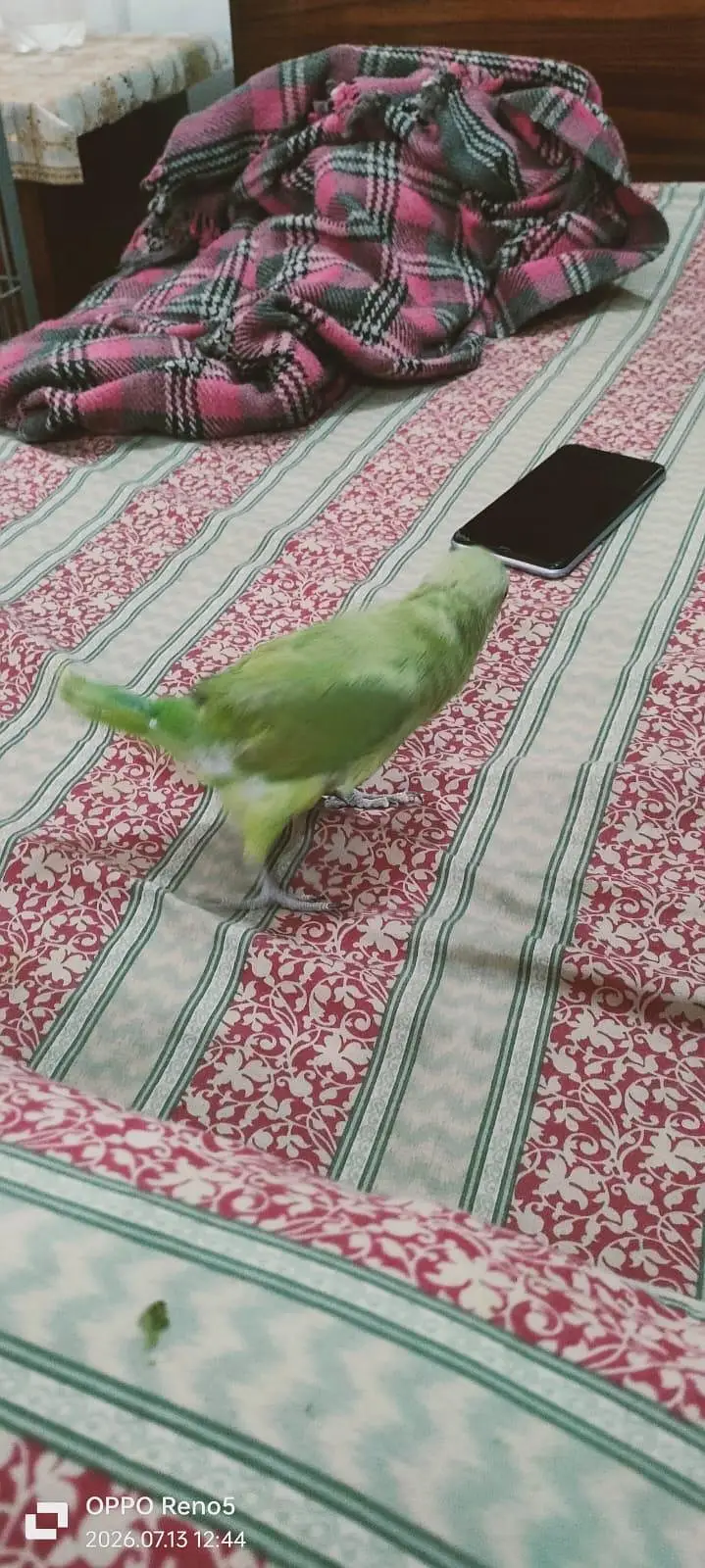 Parrots for sale — photo 5