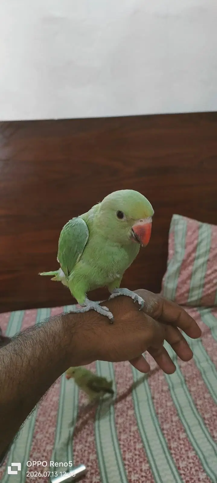Parrots for sale — photo 6