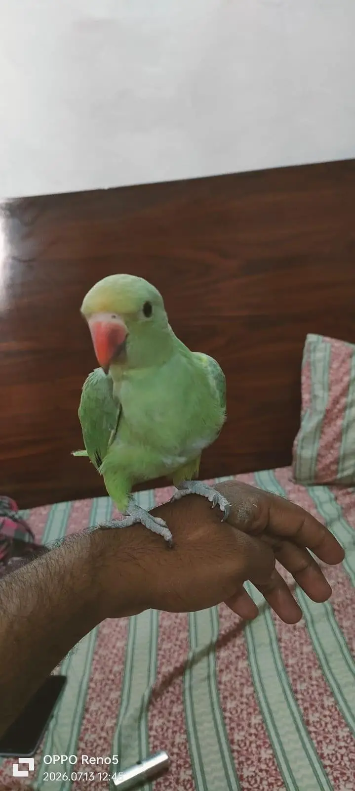 Parrots for sale — photo 7