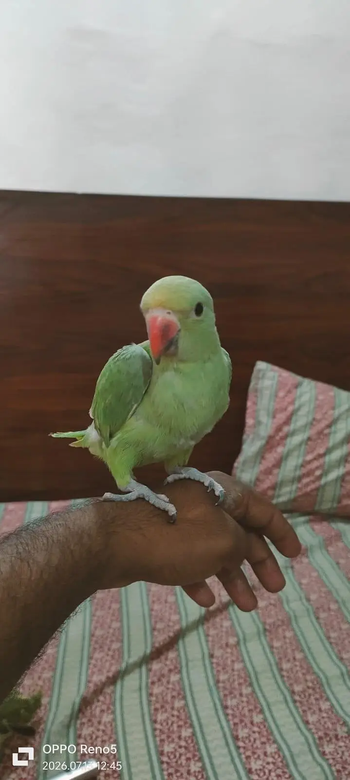Parrots for sale — photo 8