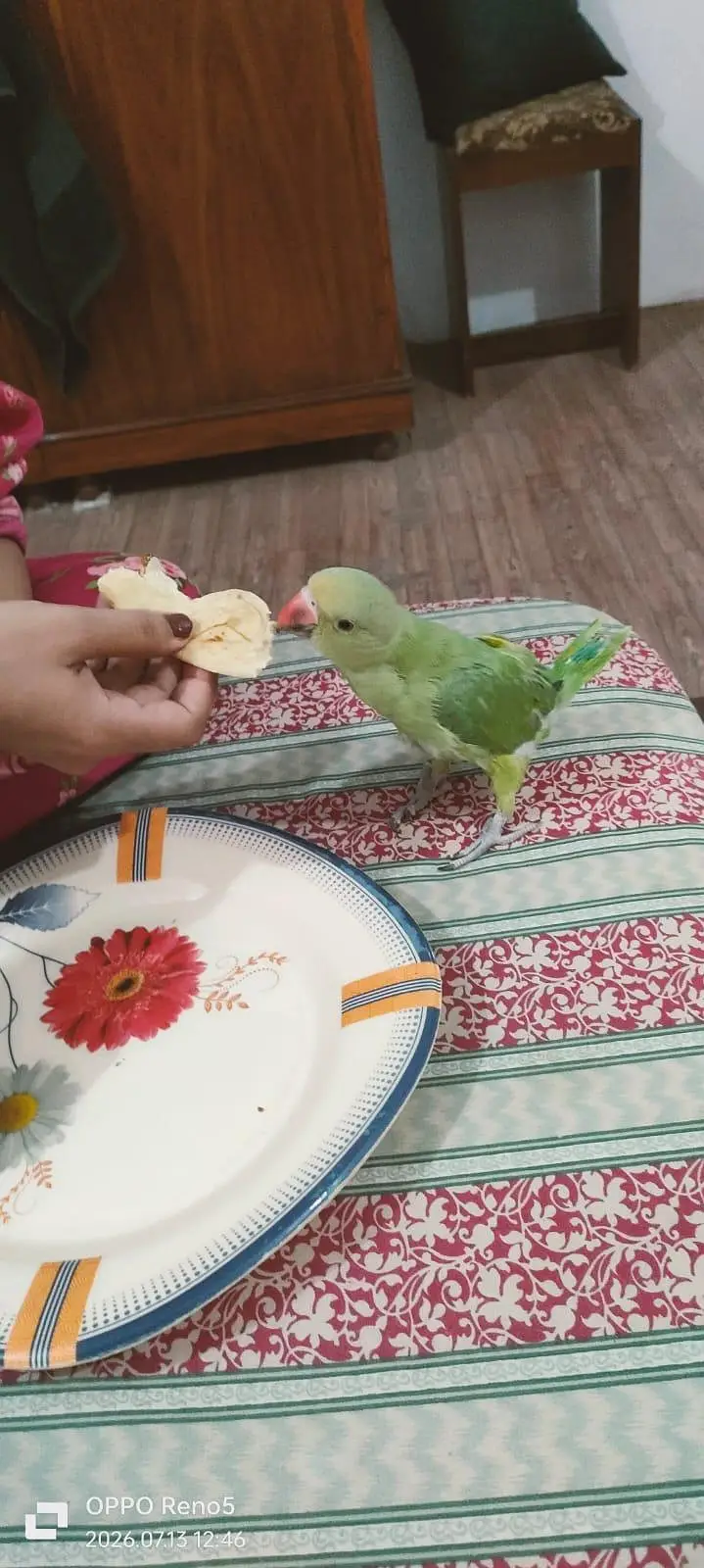 Parrots for sale — photo 9