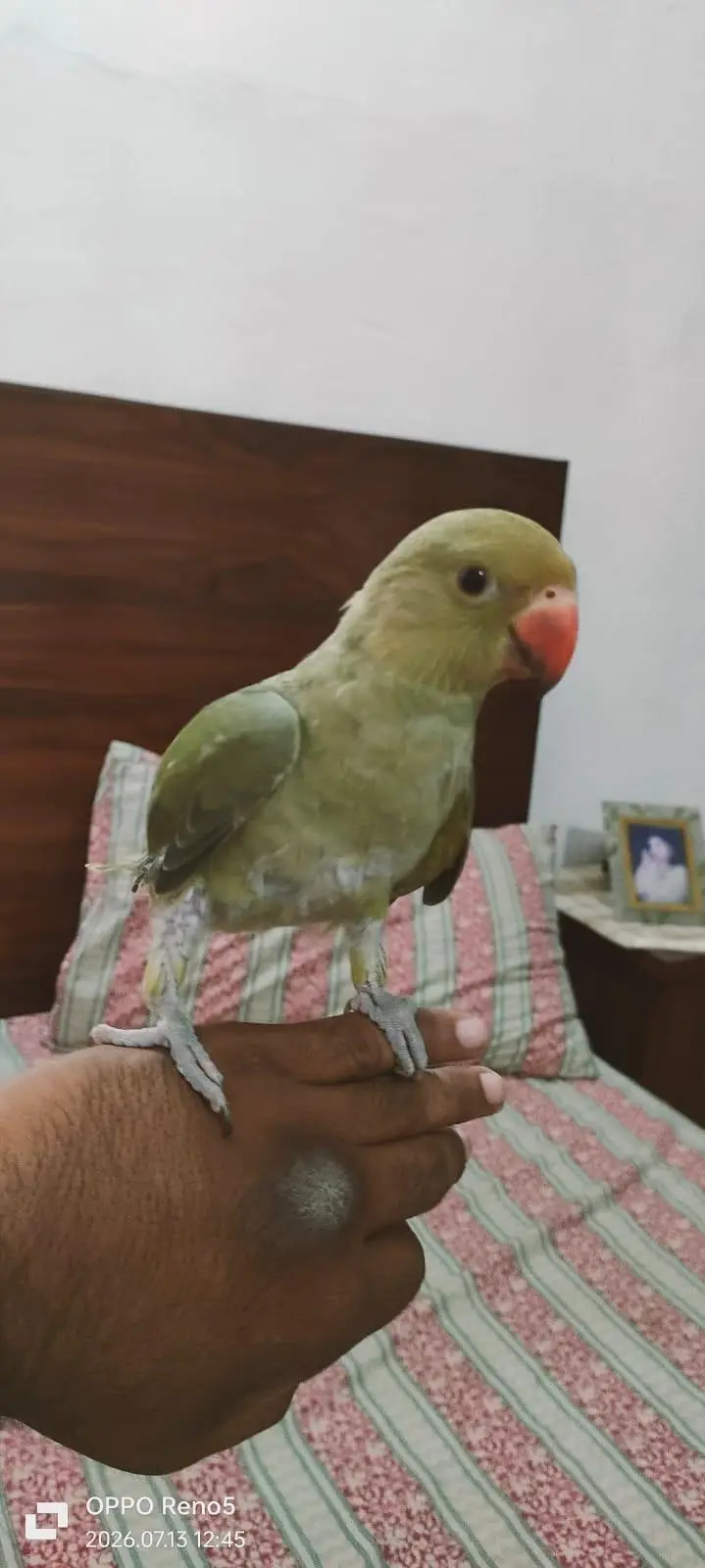 Parrots for sale — photo 10