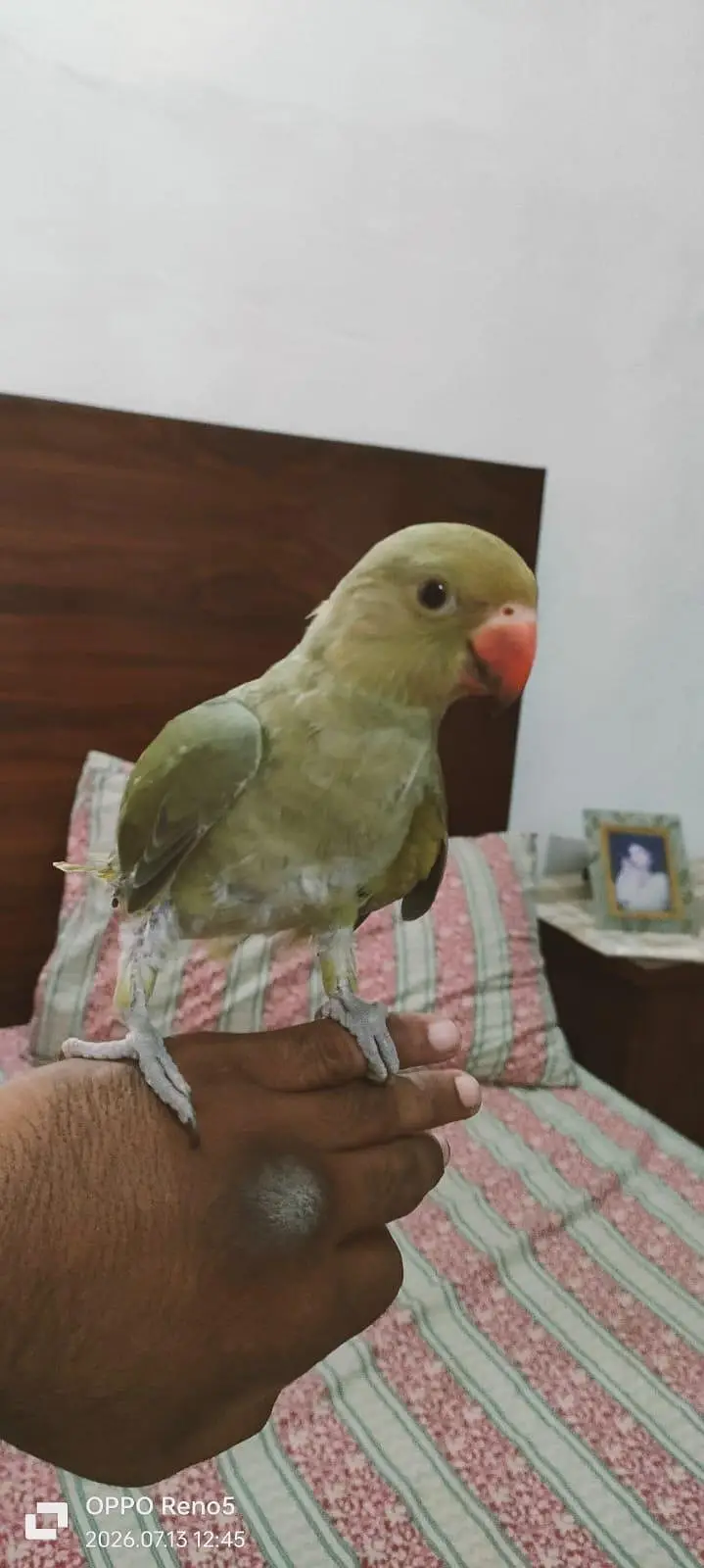 Parrots for sale — photo 11