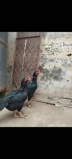 Aseel Mushka Lasani Chicks | Aseel hen | male | Female | For sale