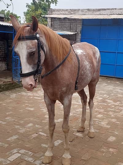 kabutri 5 kalyan ghori 1.5 month pregnent 64inch hath paon ki saf