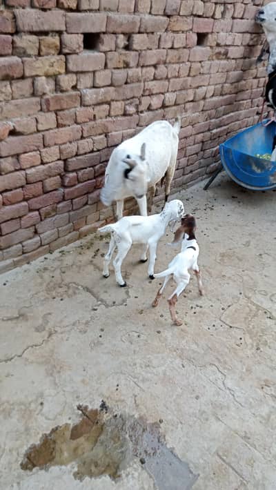 1 teddy female with 2 male kids mobile numbr 03098662233