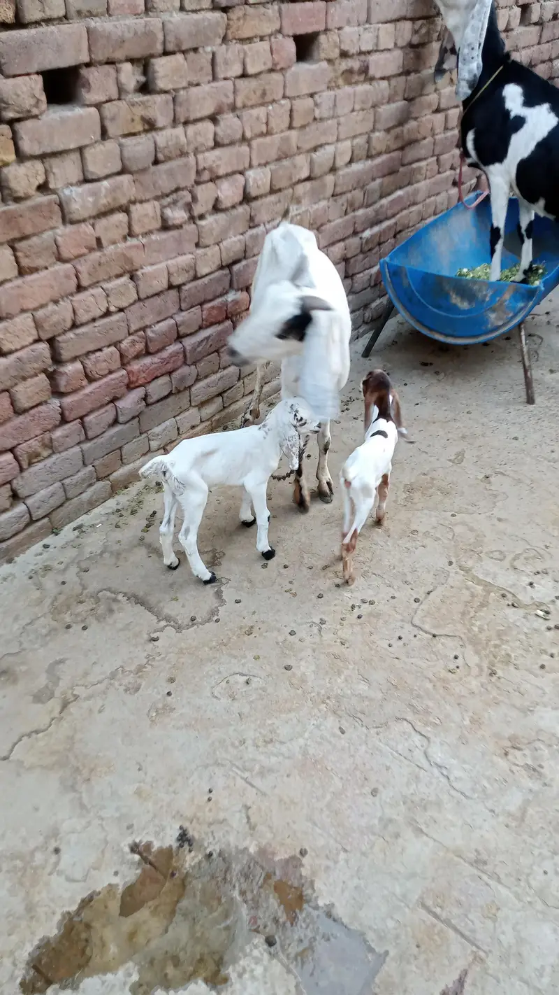 1 teddy female with 2 male kids mobile numbr 03098662233 — photo 2