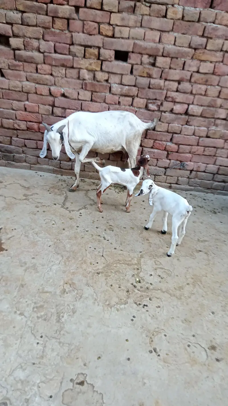 1 teddy female with 2 male kids mobile numbr 03098662233 — photo 3