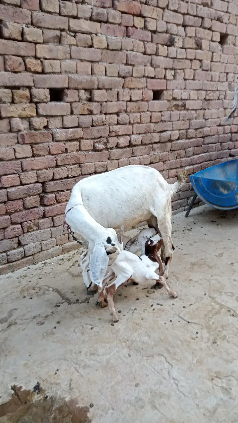 1 teddy female with 2 male kids mobile numbr 03098662233 — photo 4