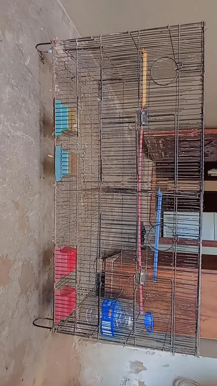 birds cage — photo 2