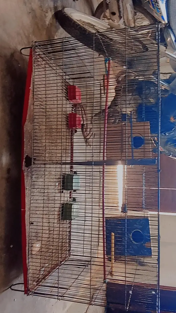 birds cage — photo 3