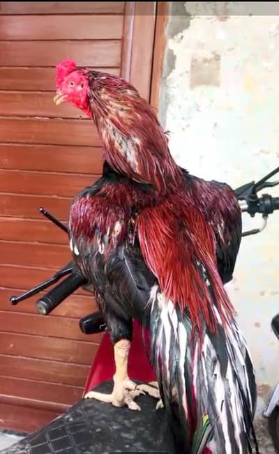 Aseel Lasani Murga for sale hai