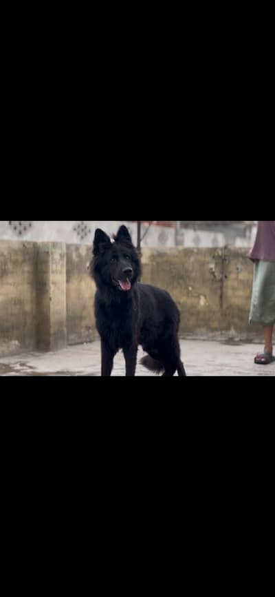 German Shepherd king size proper long coat