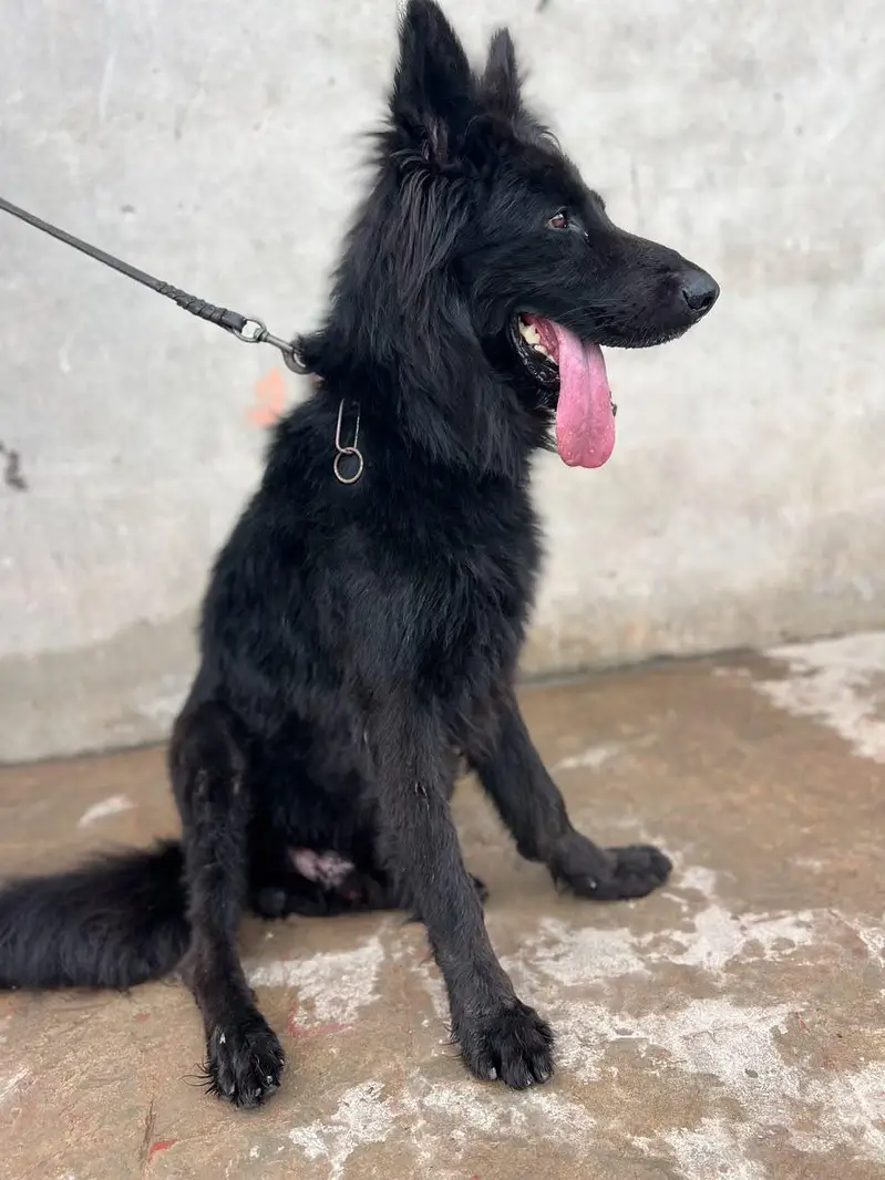 German Shepherd king size proper long coat — photo 2