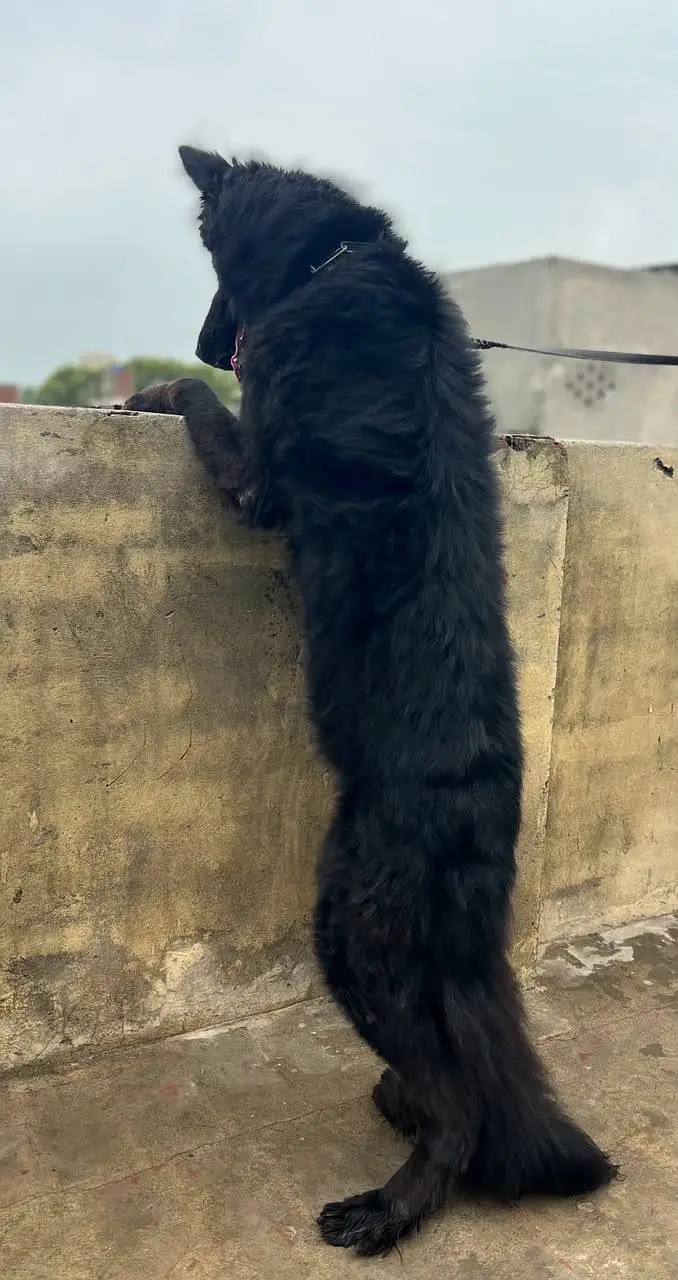 German Shepherd king size proper long coat — photo 3