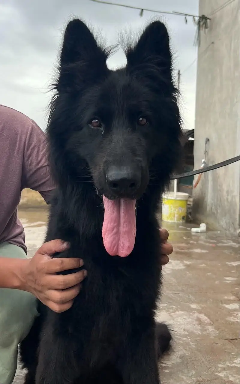 German Shepherd king size proper long coat — photo 4