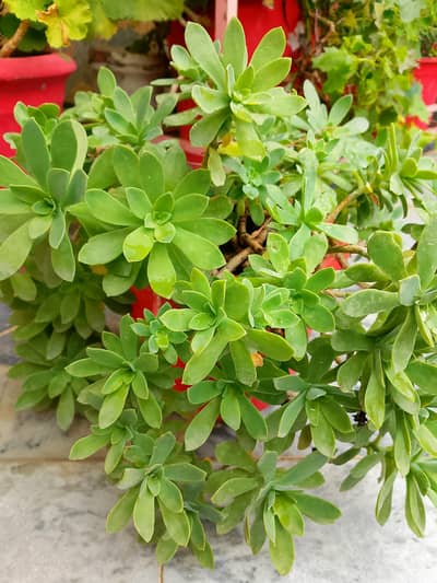 plants with pots