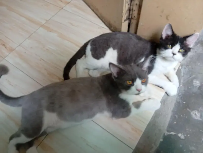 2 Male Persian cat fo sale — photo 2