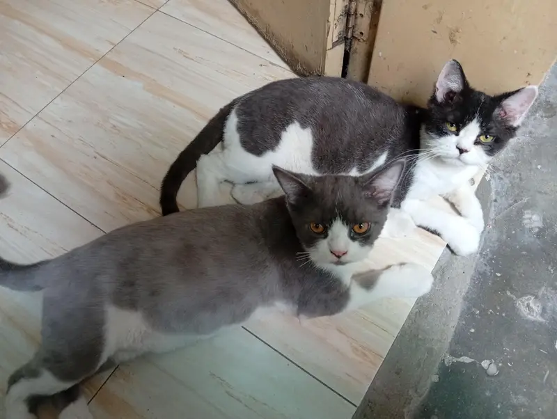 2 Male Persian cat fo sale — photo 3