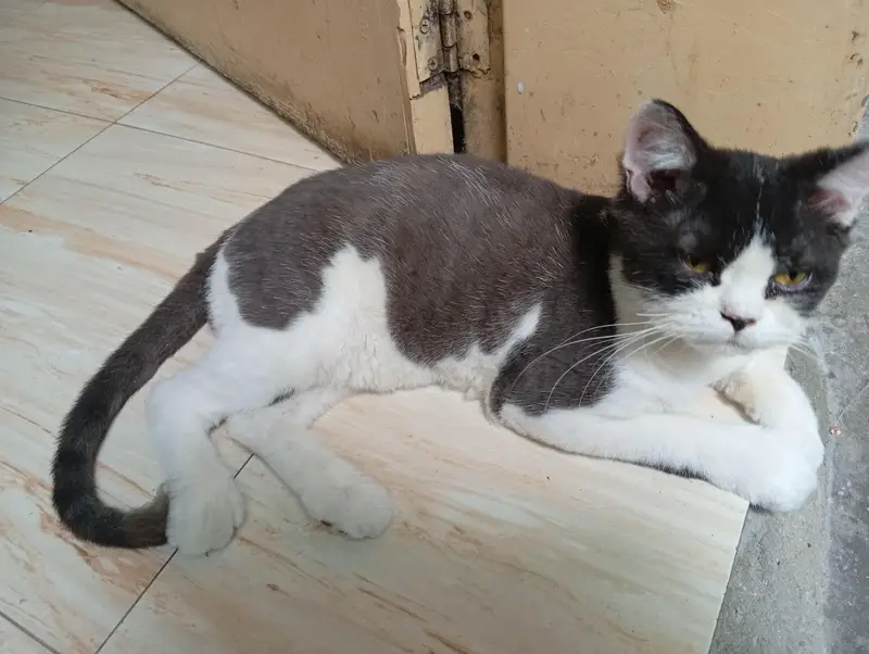 2 Male Persian cat fo sale — photo 4