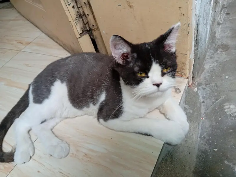 2 Male Persian cat fo sale — photo 5