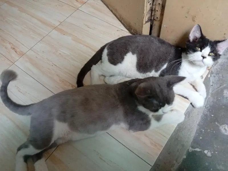 2 Male Persian cat fo sale — photo 6