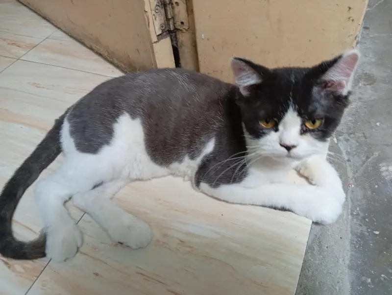 2 Male Persian cat fo sale — photo 7