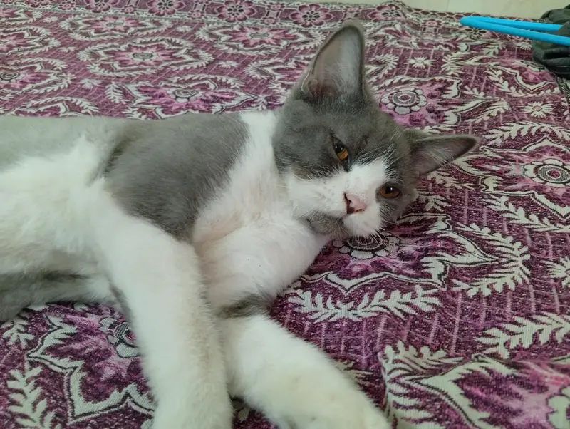2 Male Persian cat fo sale — photo 8