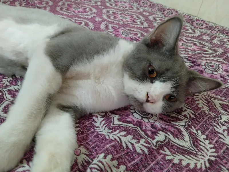 2 Male Persian cat fo sale — photo 9