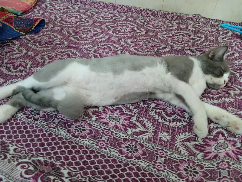 2 Male Persian cat fo sale — photo 10
