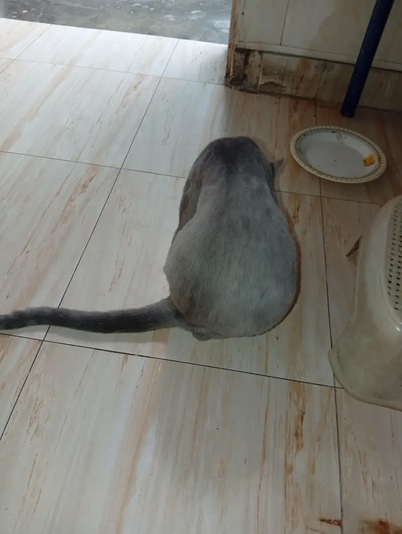 2 Male Persian cat fo sale — photo 12
