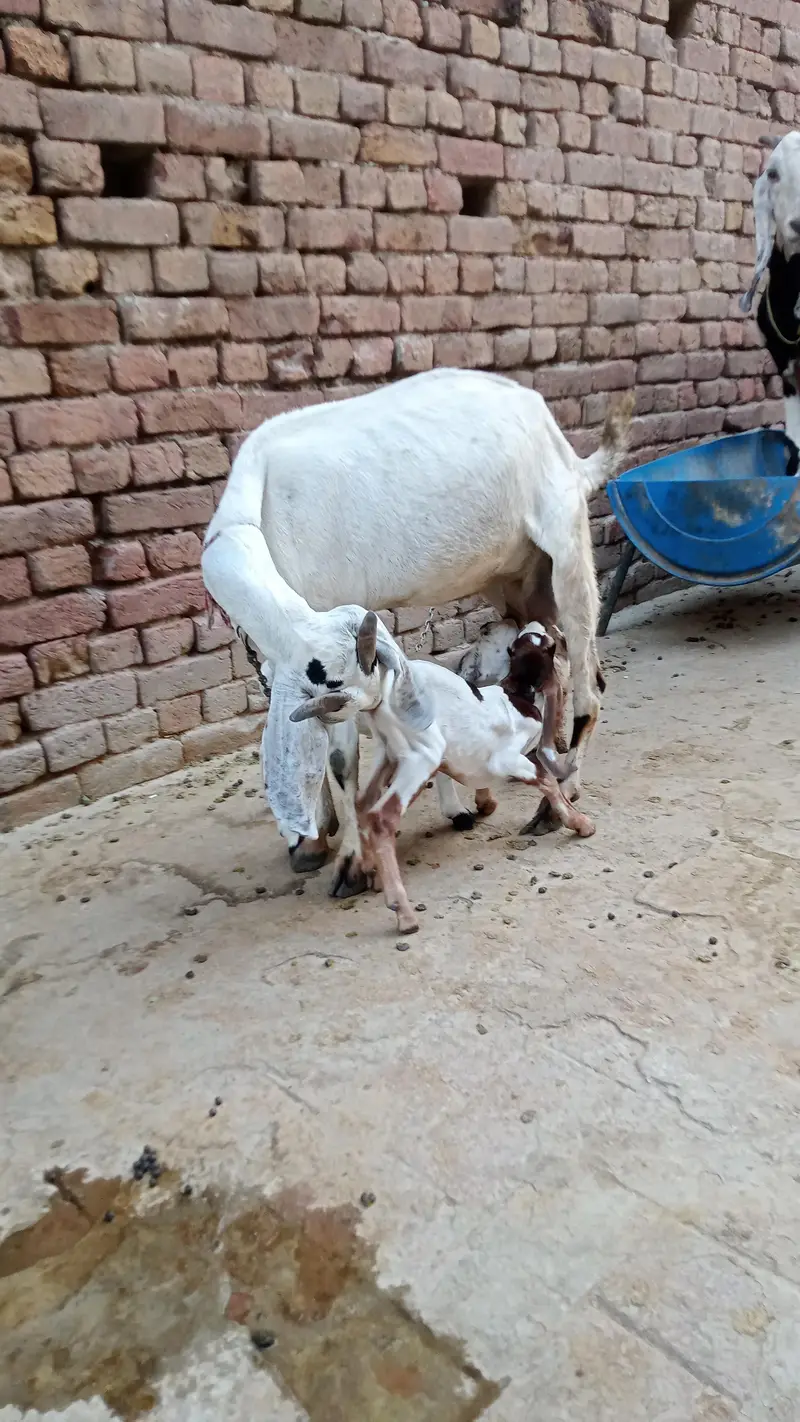 1 teddy female with 2 male kids mobile numbr 03098662233 — photo 5