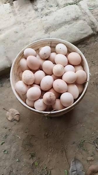 Desi eggs 0