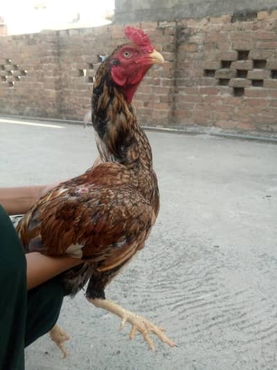 hera jora or 1 shagra pata
