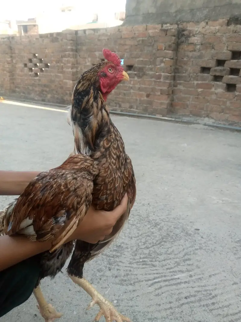 hera jora or 1 shagra pata — photo 2