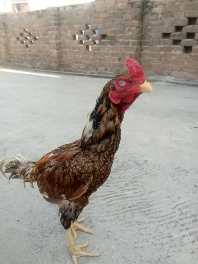 hera jora or 1 shagra pata — photo 3