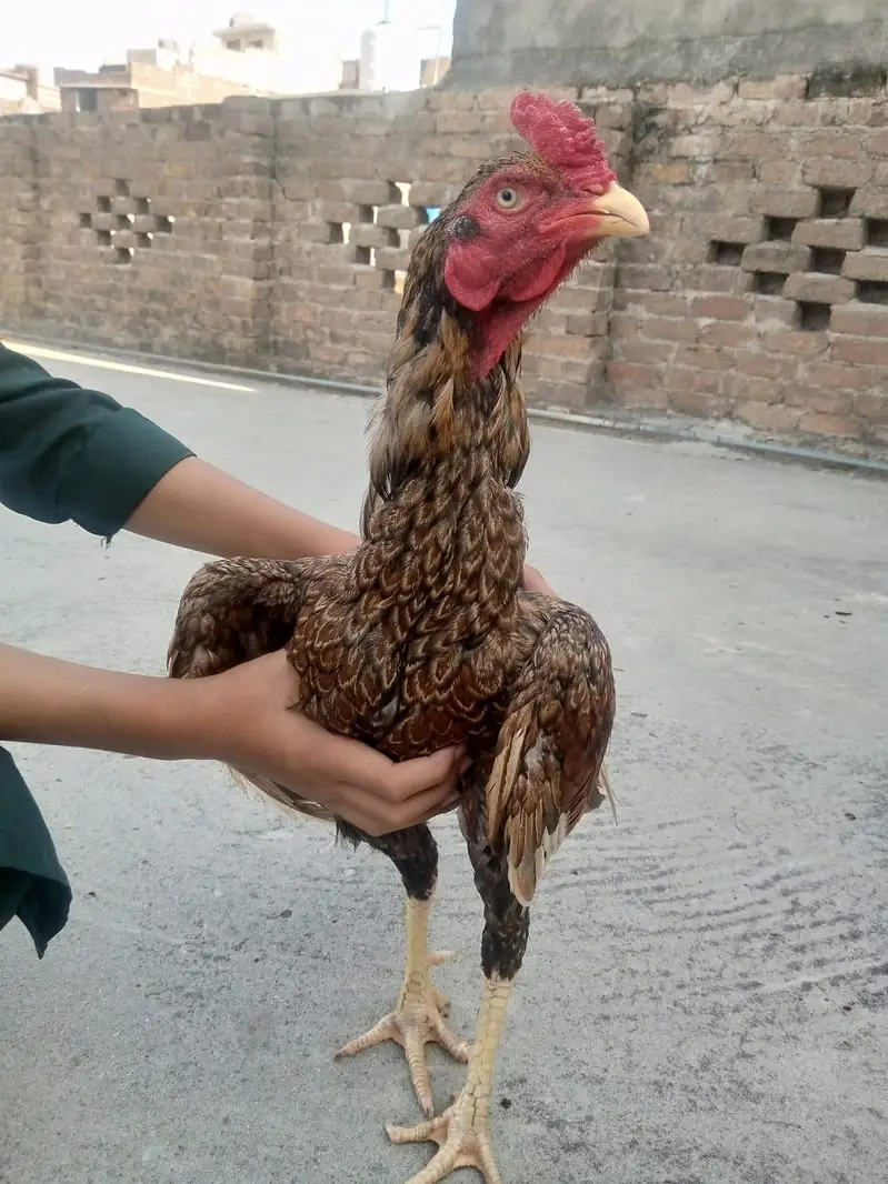 hera jora or 1 shagra pata — photo 5