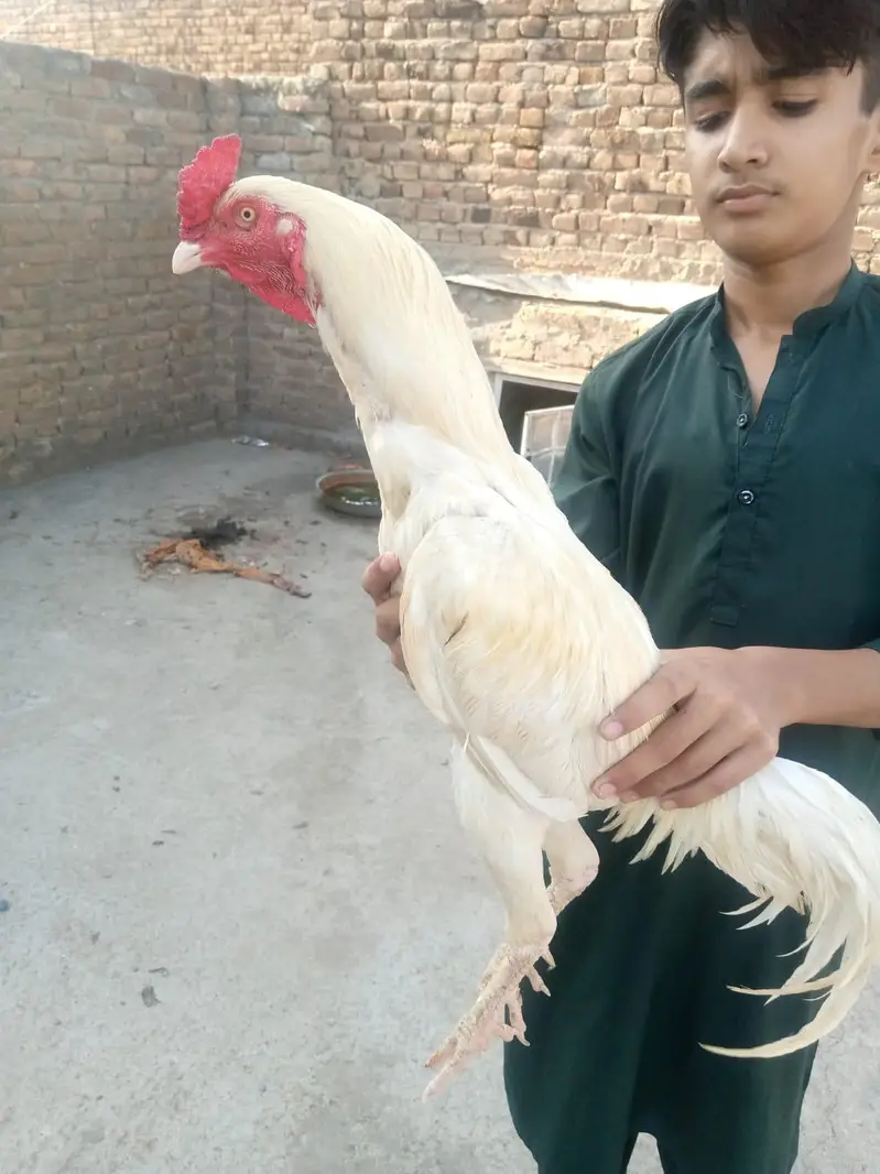 hera jora or 1 shagra pata — photo 7