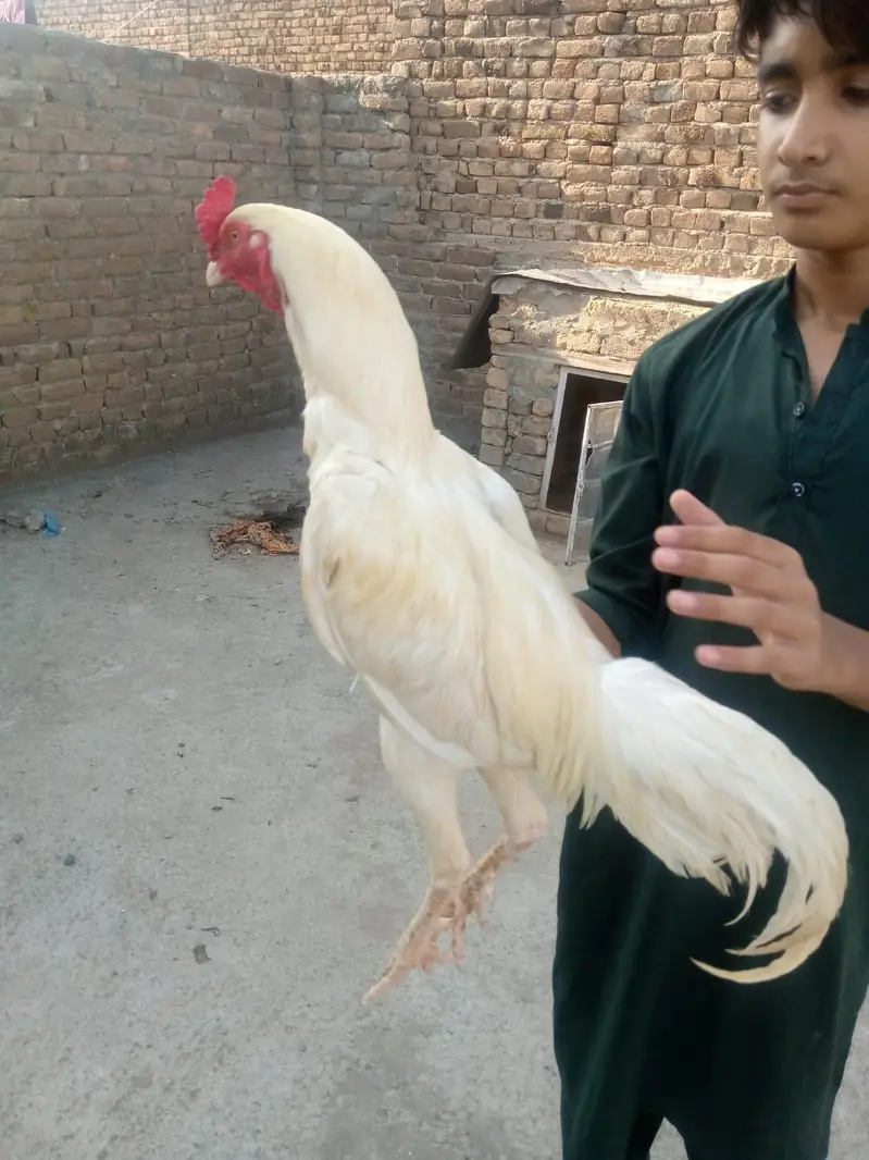 hera jora or 1 shagra pata — photo 8
