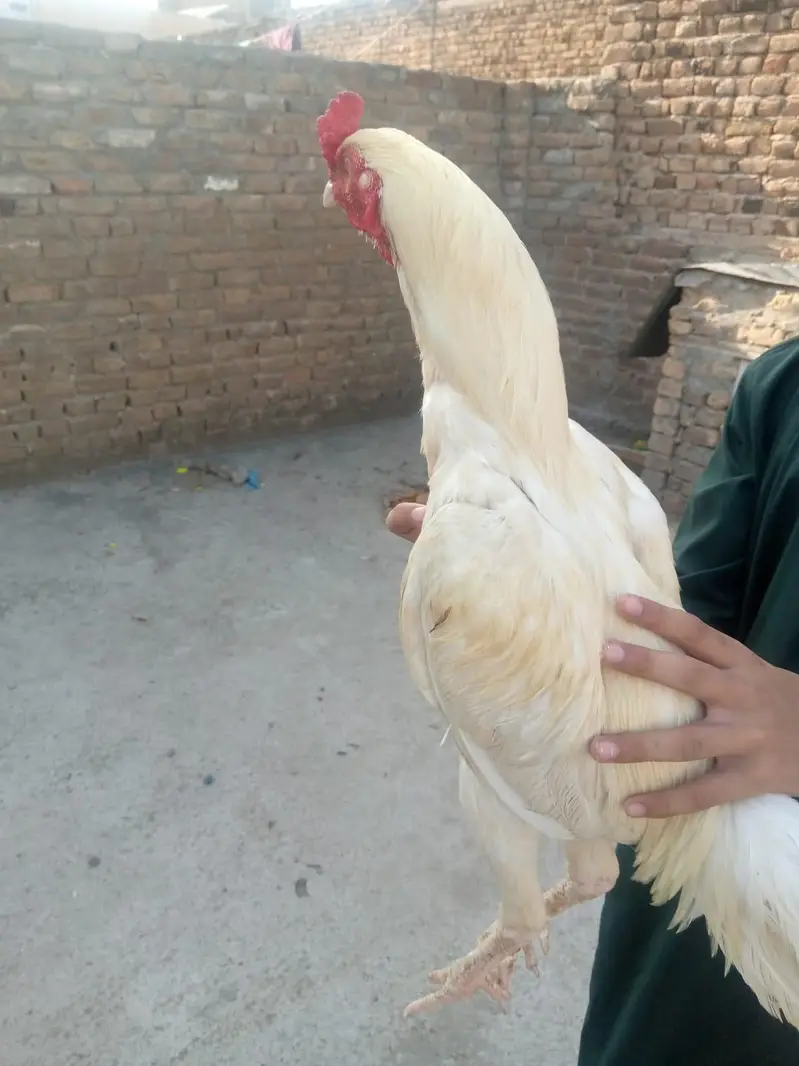 hera jora or 1 shagra pata — photo 9