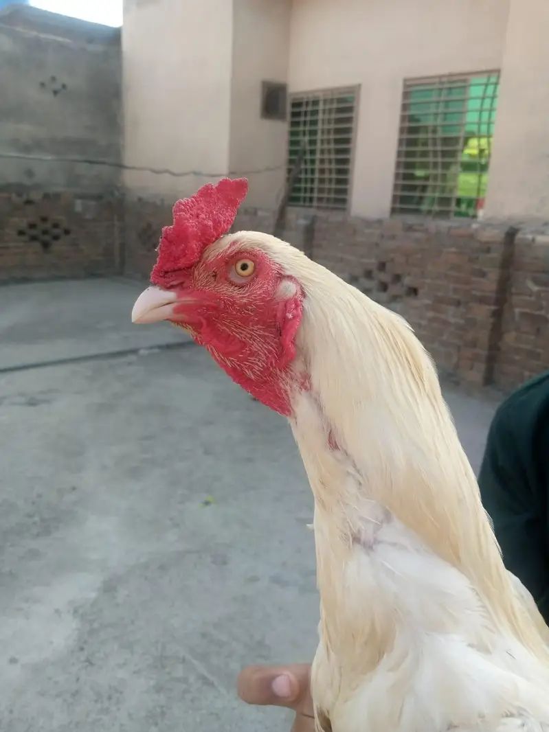 hera jora or 1 shagra pata — photo 10
