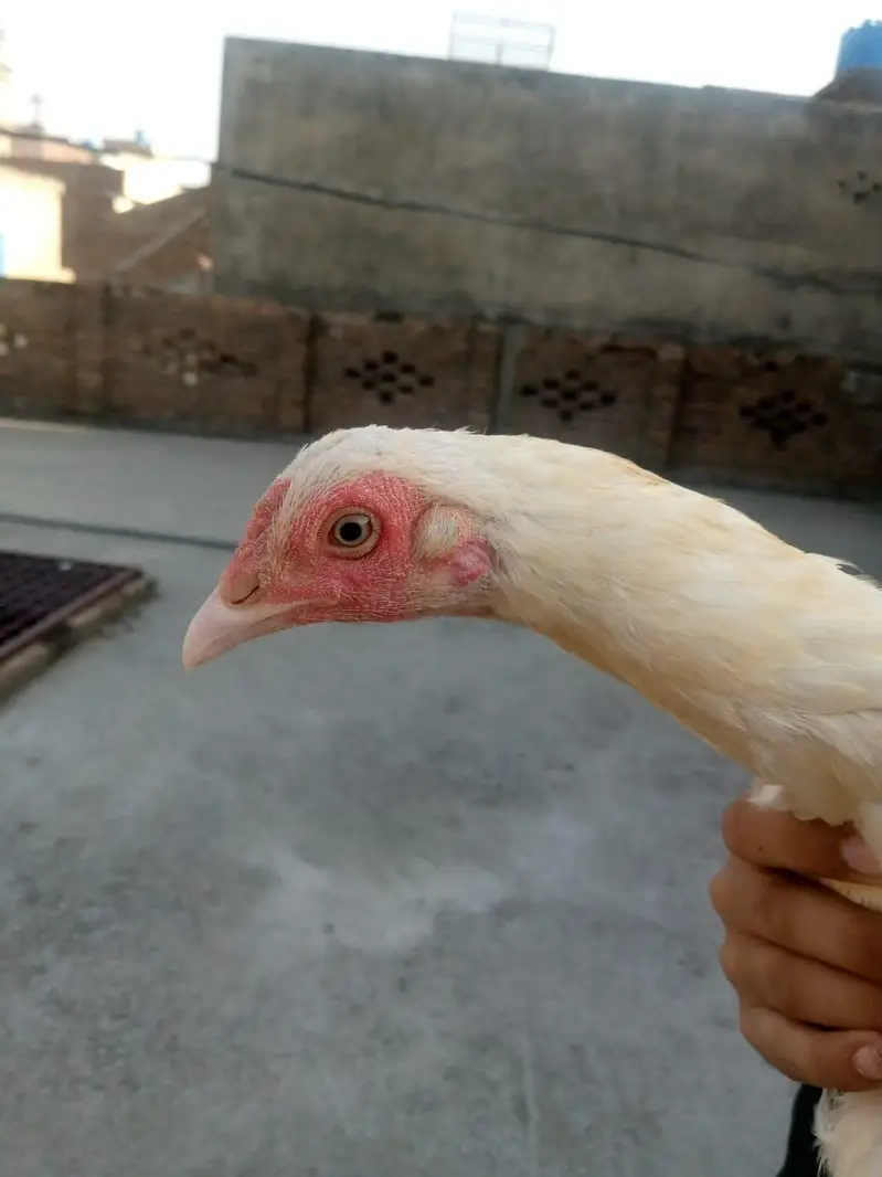 hera jora or 1 shagra pata — photo 12