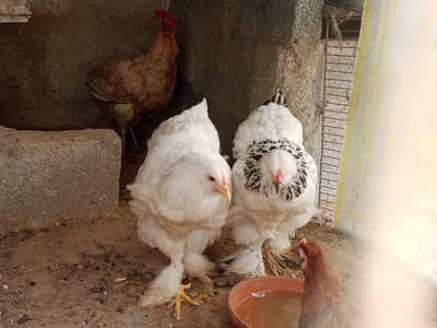 young buff hen