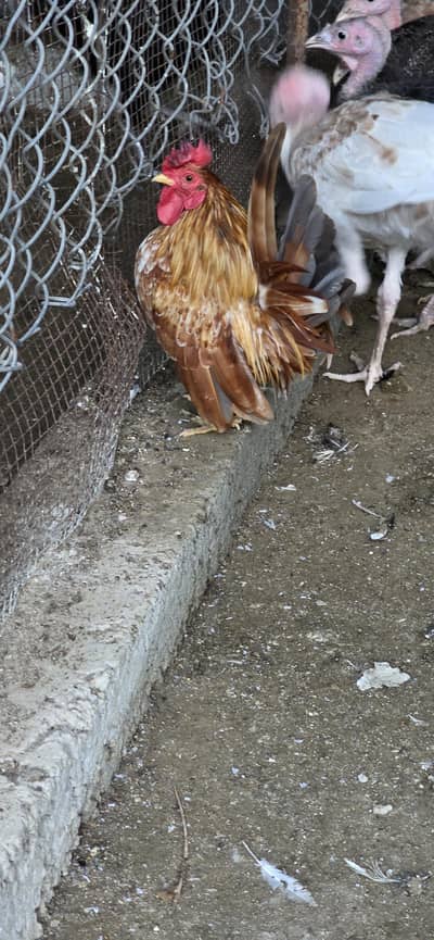 Serama Dwarf for sale