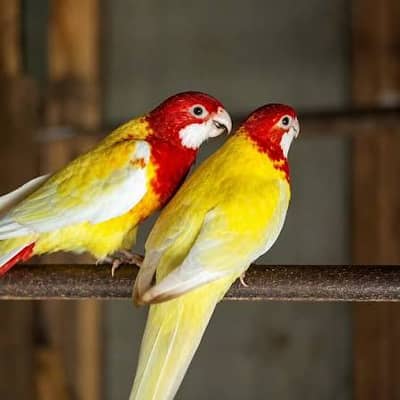 Lutino Rossella parrot