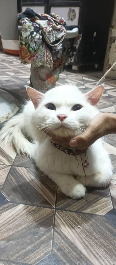 Persian Cat Full White