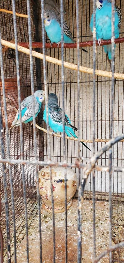 Australian parrots/ Budgies parrots pair