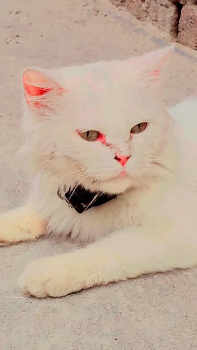 Cat on sell